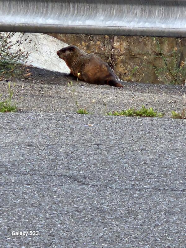 Groundhog see his shadow