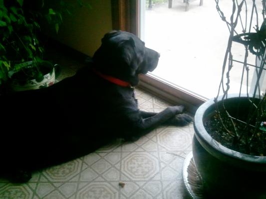 My hansdsome nephew Gunner surveying his back yard