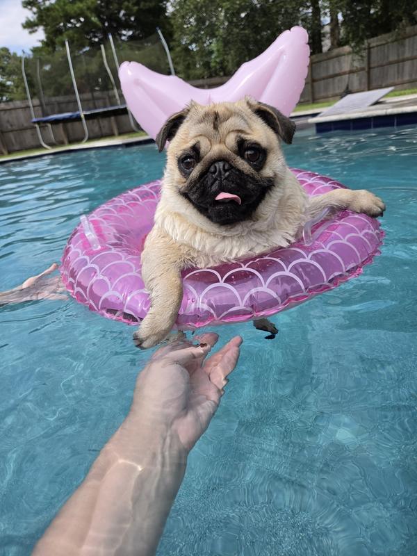 This is a high quality action shot of my pug dog Ruby!