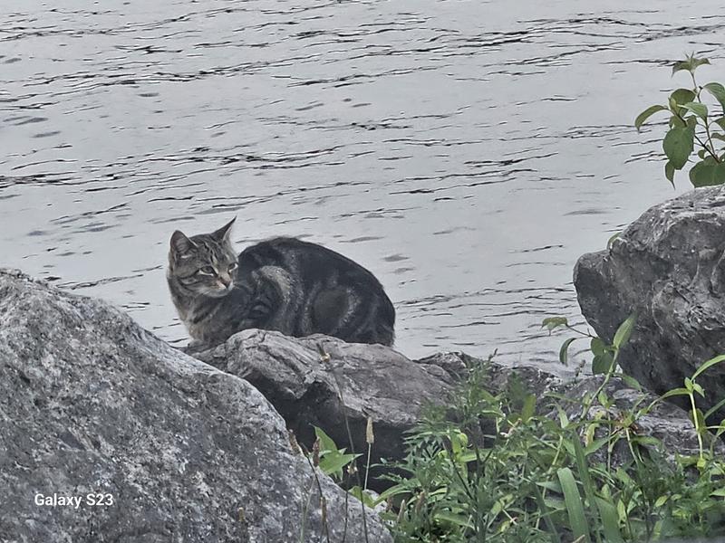Floating cat