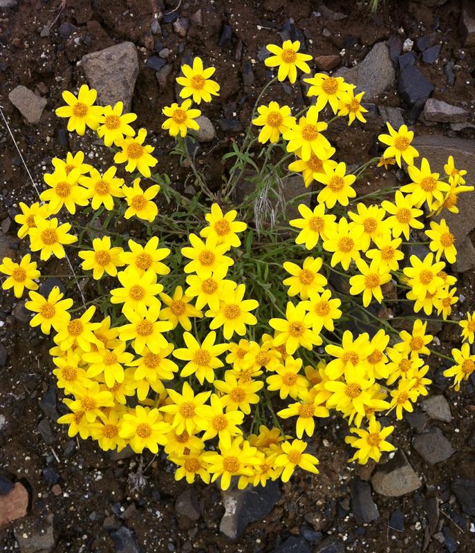 Pushing up daisies ~ wild ones!