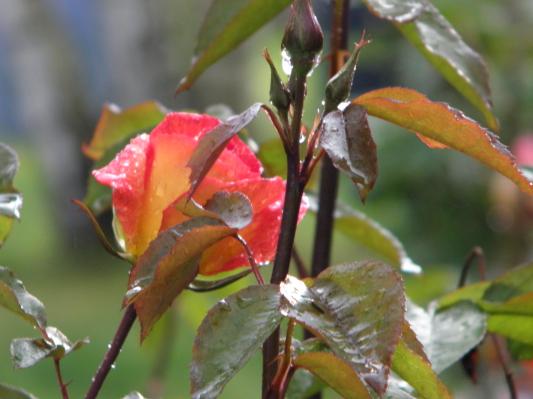 early morning Rosebud so vibrant