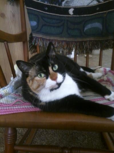 This is our cat Cali