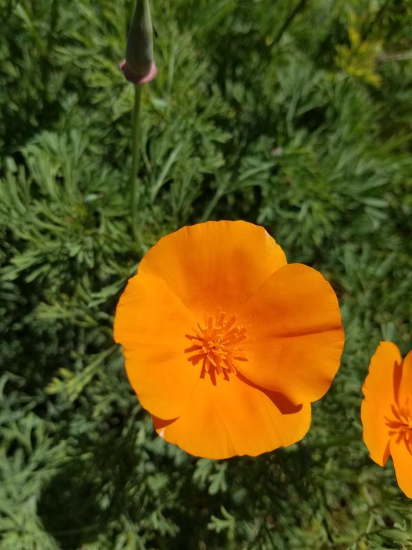 Flower pollen
