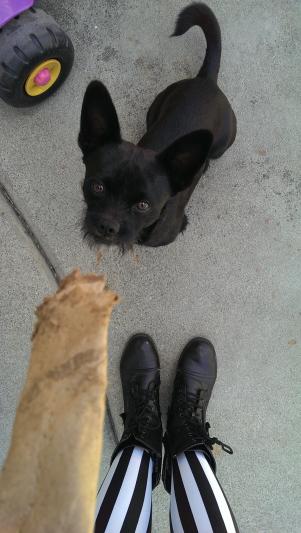 A photo of my puppy using the HTC One