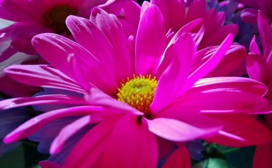 Daisy