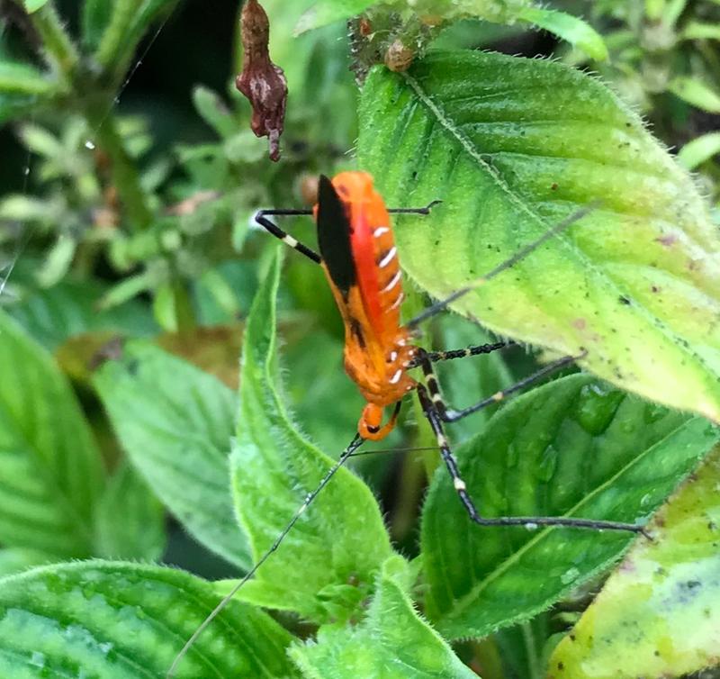 A beautiful insect with vibrant colors