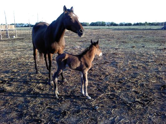 baby foal 1day old April 2011
