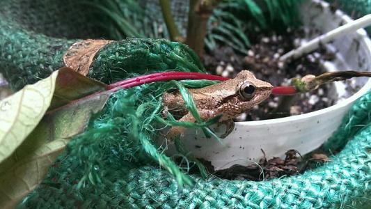 Coqui - Taken in normal mode