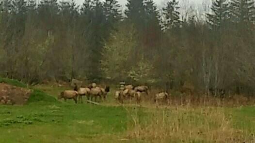 Herd of elk near by!