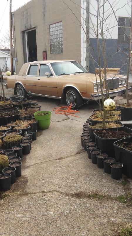 1985 chrysler Fifth Avenue,,