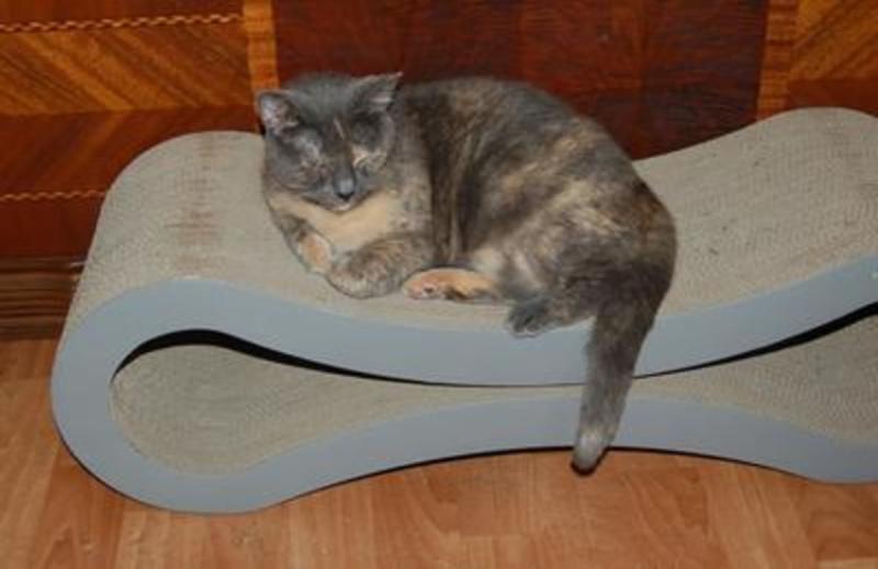Customer photo for "Fantastic onHuman Hair and Cat Fur!"