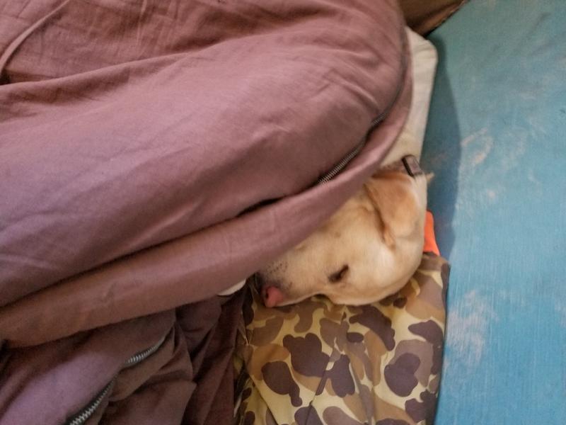 My girl Echo worked hard and put herself to bed.