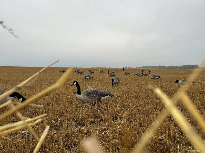 AXP Honker Sentry-Walker Pack
