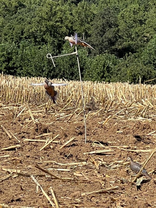 Avian-X Powerflight Spinning Wing Dove Decoy | Academy