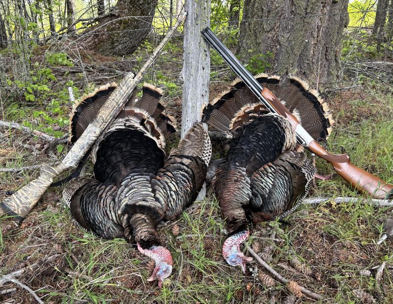 The Hens brought these two with them when they came to check out the Strutter!