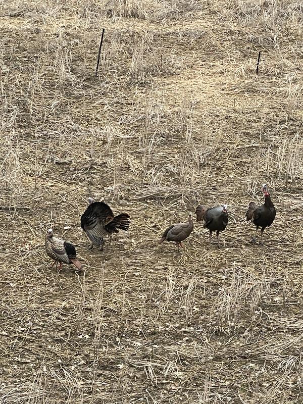 The birds love them!