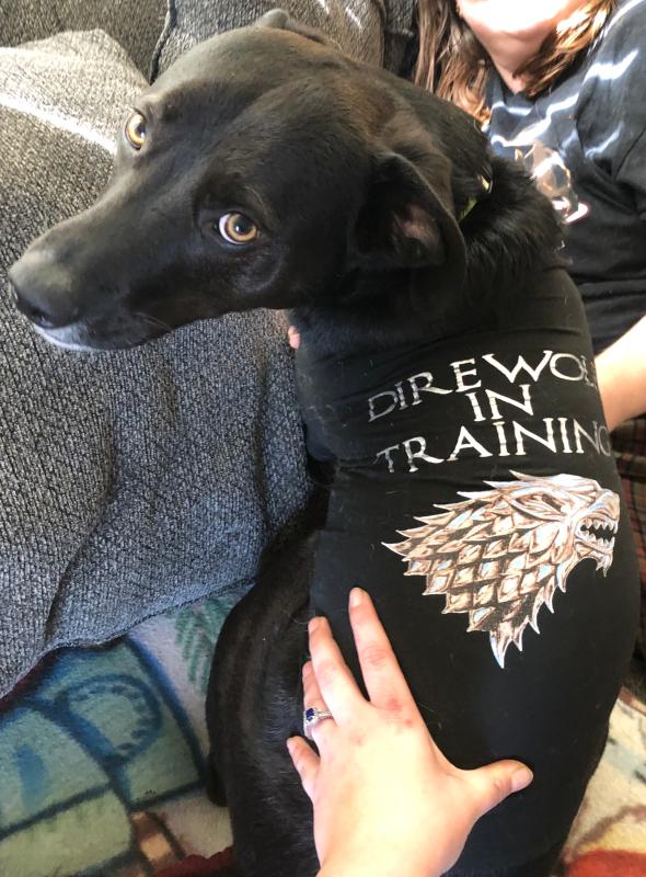 Direwolf in training dog shirt sales