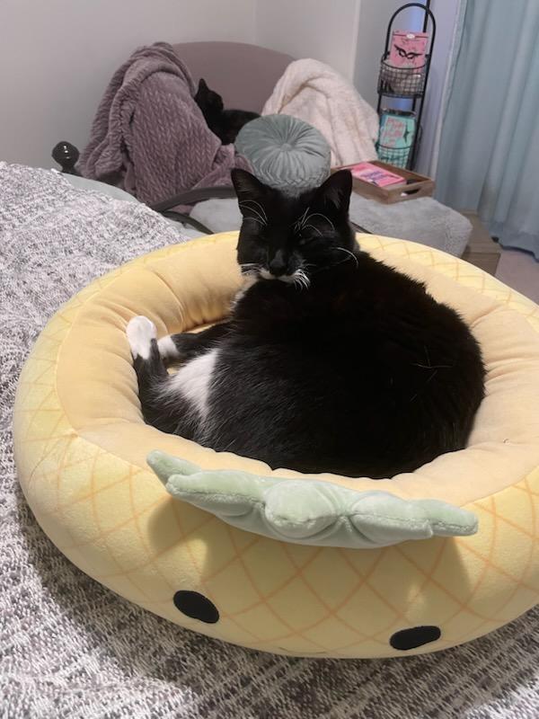Squishmallow Pineapple Bed – The Fuzzy Paw