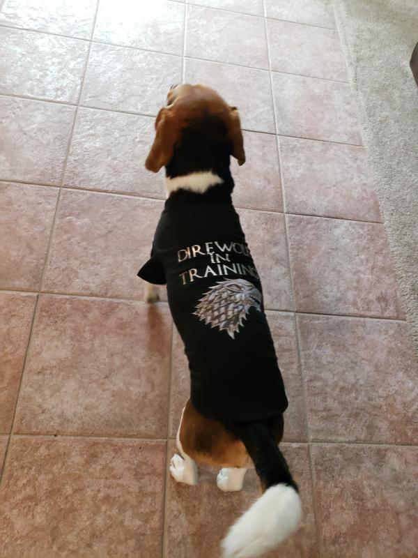 Direwolf in training dog hot sale shirt