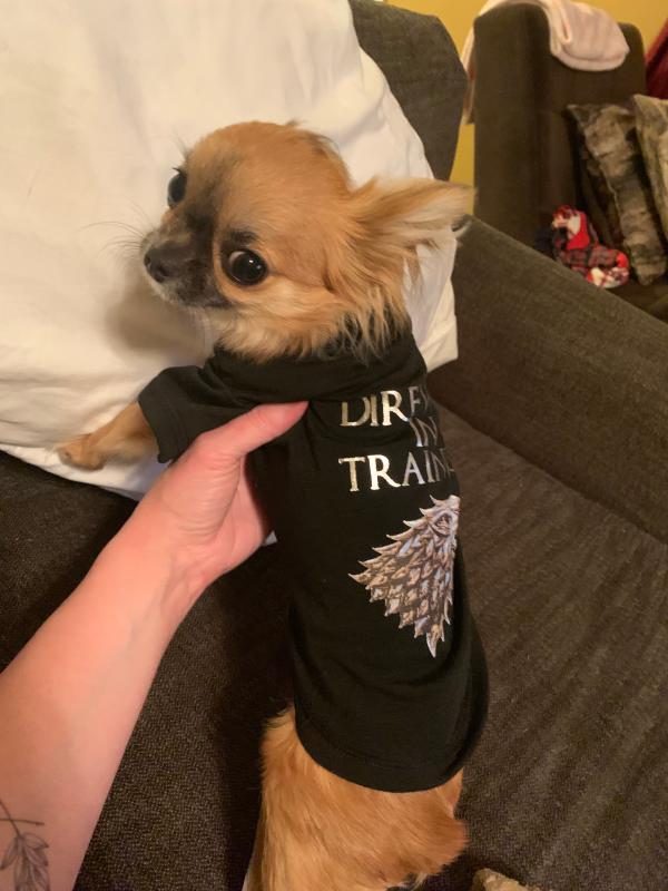 Game of Thrones Direwolf Training Pet T-Shirt BoxLunch