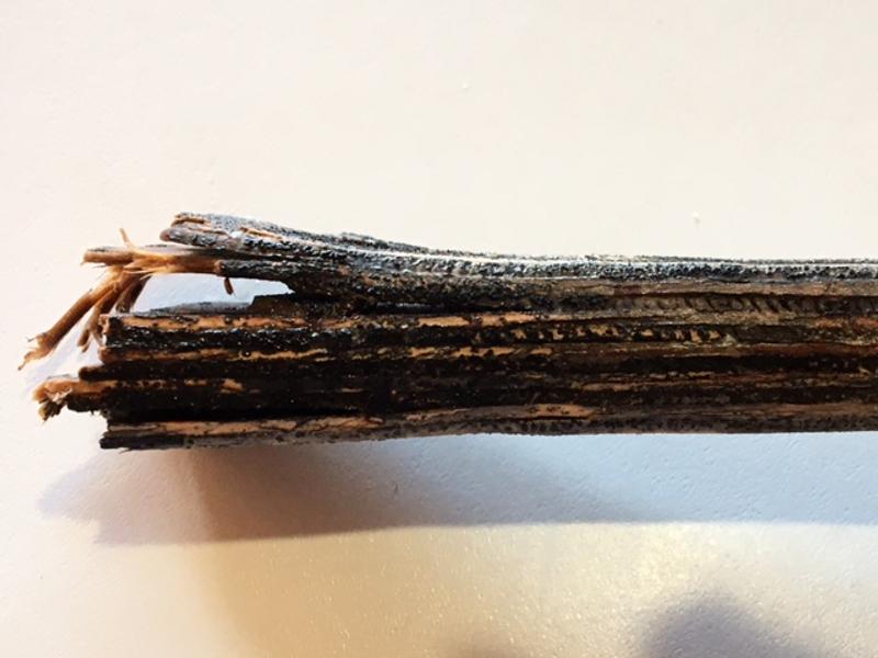 Long Handled Brush Cactus Brush The Body Shop Australia