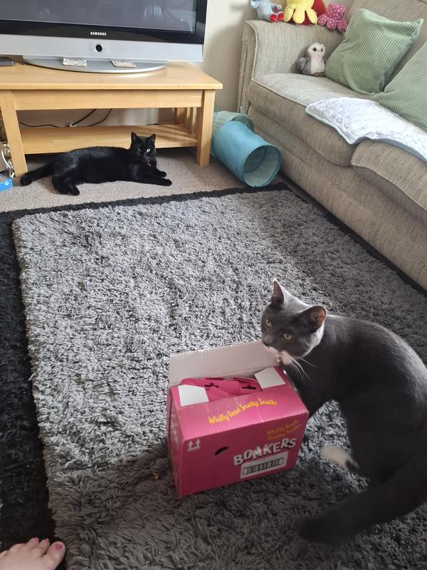 My Bonkers Furbabies🐾🐈‍⬛🐾