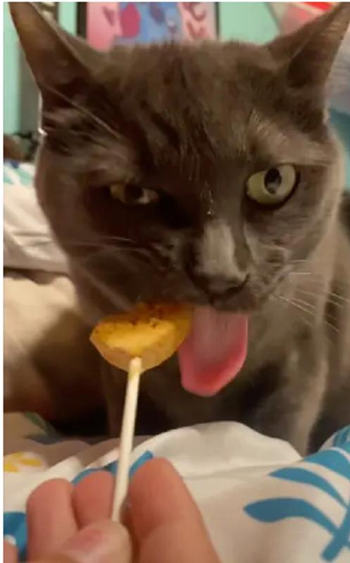 My Cat Goes BONKERS for Purr Pops!!