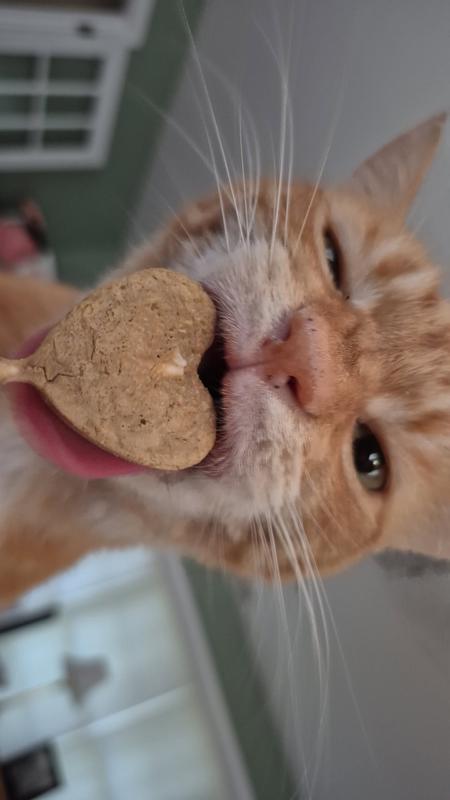 Chester enjoying his Purrpop