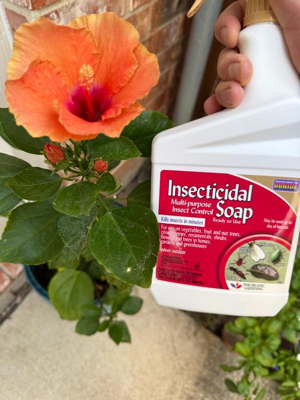 Bonide Multi Purpose Organic Insect Killing Soap Liquid 32 oz in the Insect  Repellents department at Lowes.com