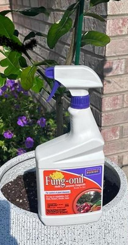 Bonide Fung-onil Multi-Purpose Fungicide Spray - 32 oz Ready-to-Use for ...