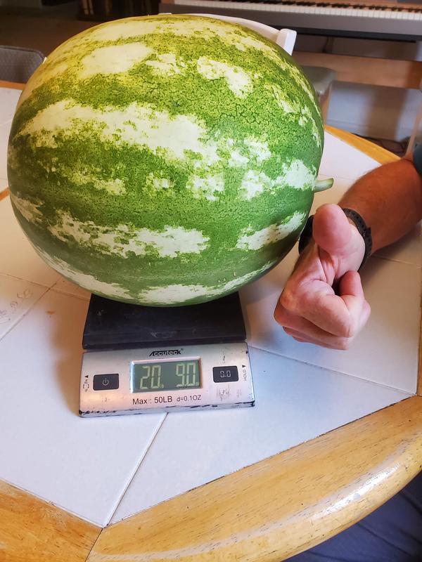 20.9 pound melon