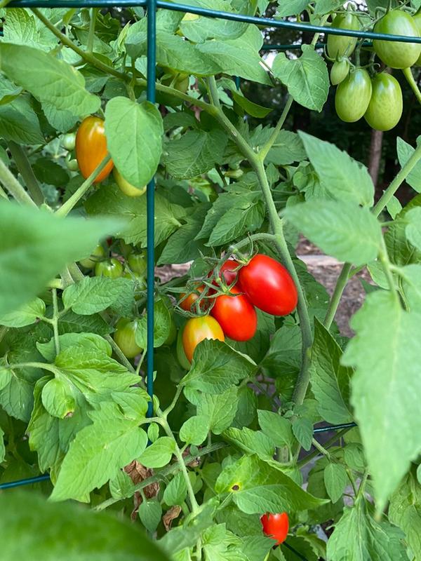  Clovers Garden 2 Juliet Tomato Plants Live – 4” to 7” Tall,  3.5” pots – Grows in Grape Tomato Like Clusters - Indeterminate, Flavorful  - Includes Clovers Growing Guide : Patio, Lawn & Garden