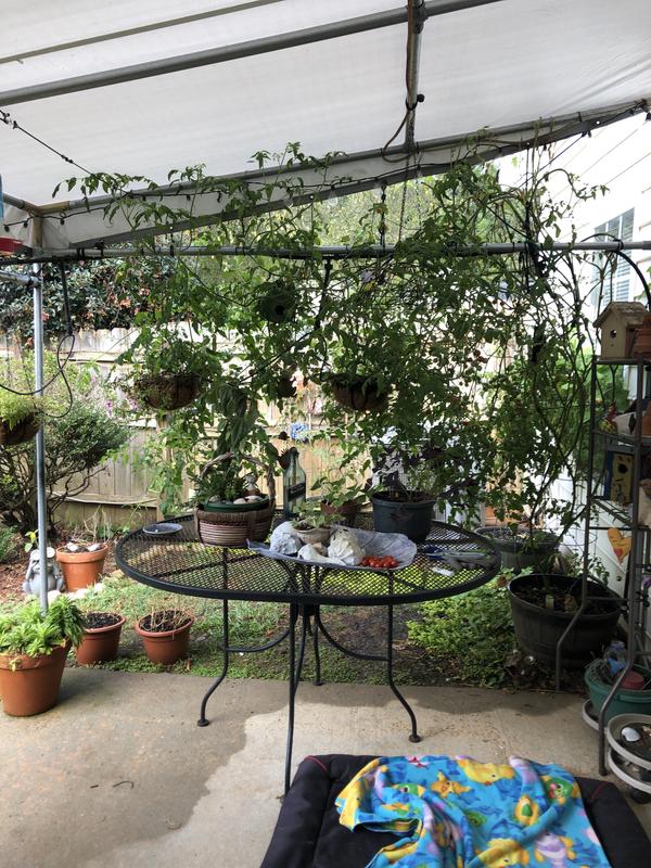 Inside of canopy