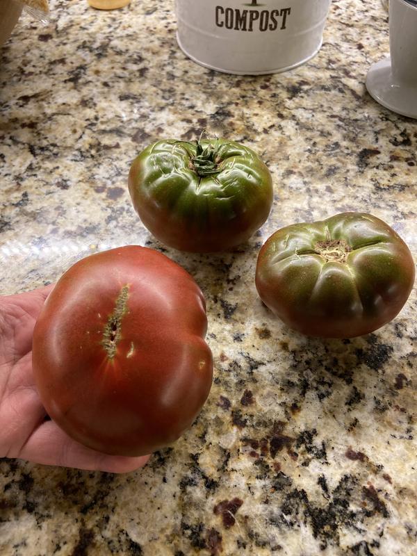 Super Sweet 100 Tomato (2 Pack)