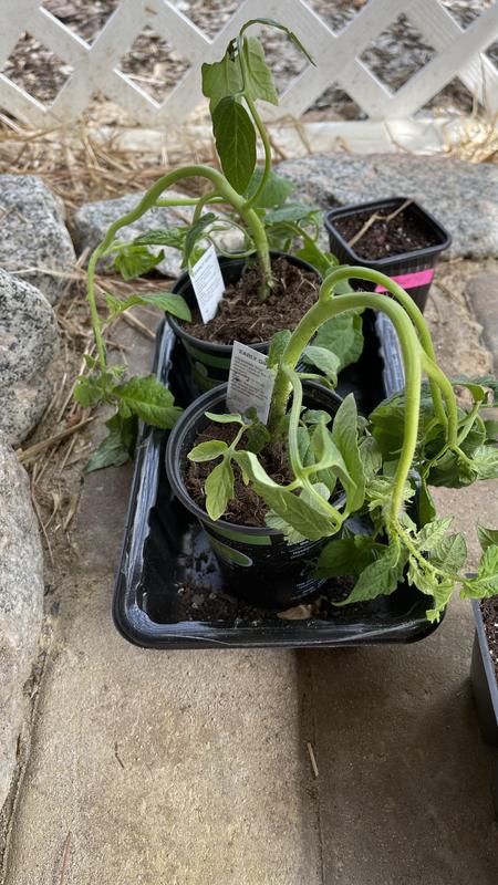 Packaging protected the plant and it perked up quickly!