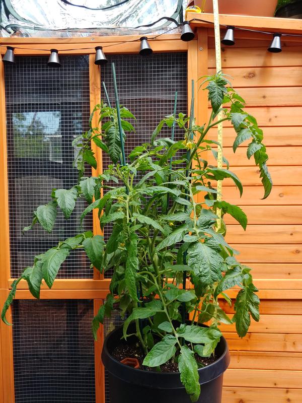 Tomato (Bush Early Girl)