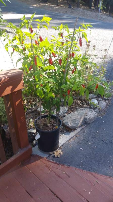 3 Gallon Container - 3' tall 2' wide (3)