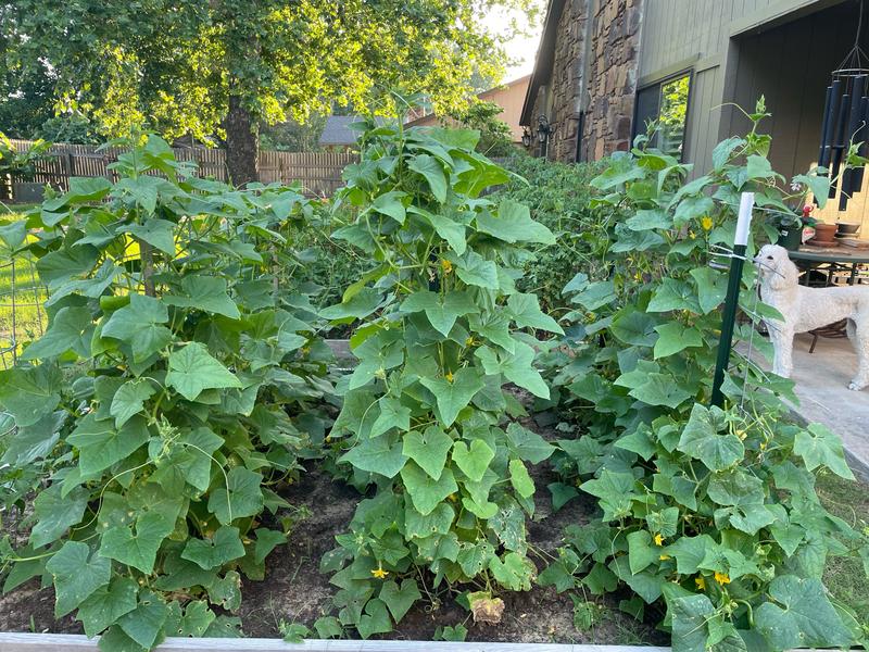 Nine Boston cucumber plants