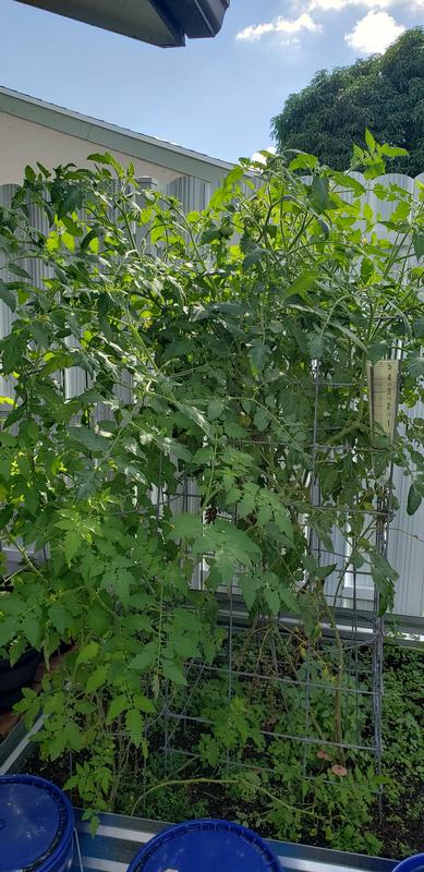 Over 6 ft high and 4 ft across .... and still growing.. the Heatmaster plant kind of drowned out my other tomato plant that was planted at the same time