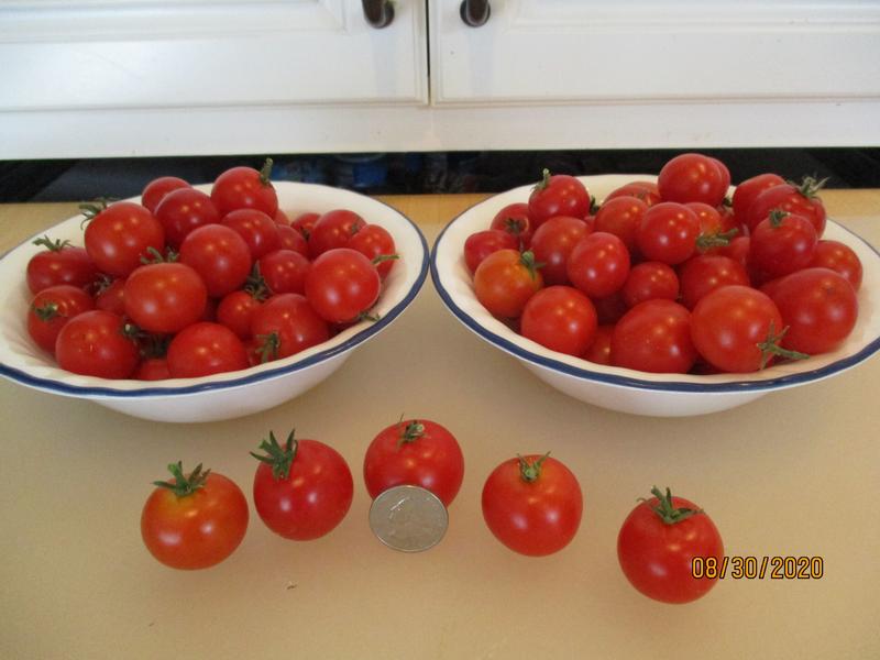 Husky cherry red tomato pot size