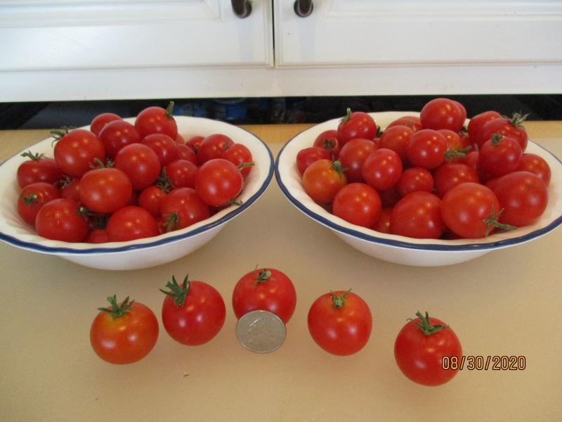 Husky Red Cherry Tomato (2 Pack) – Bonnie Plants