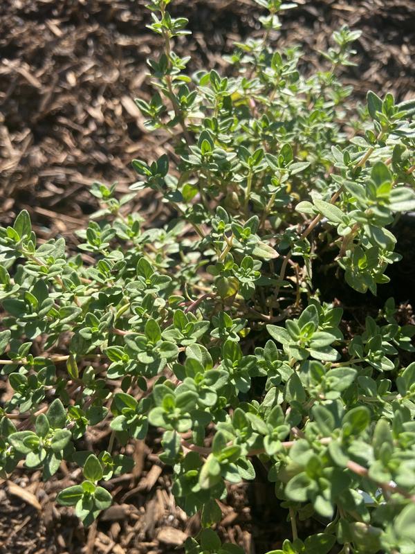 English Thyme
