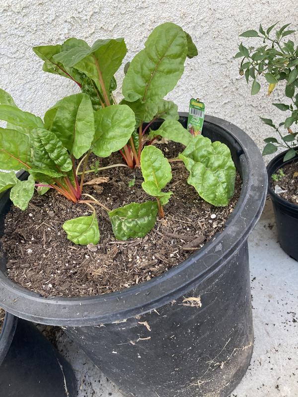 Growing Swiss chard in a container
