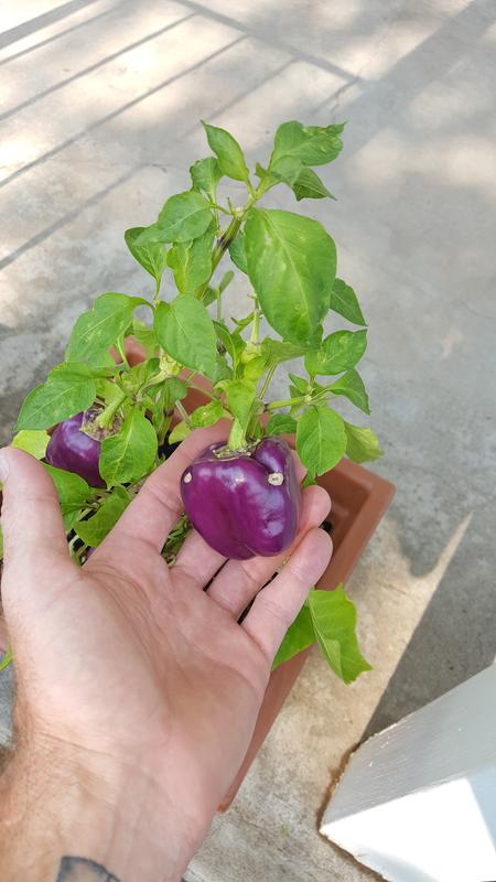 purple bell pepper