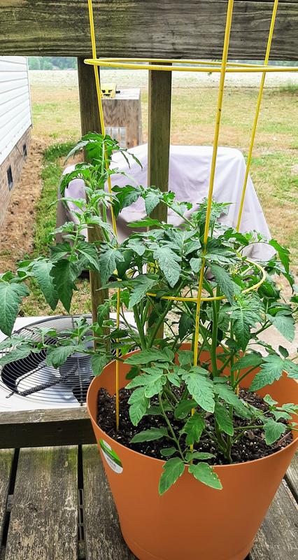 2 early girl plants in 1 pot