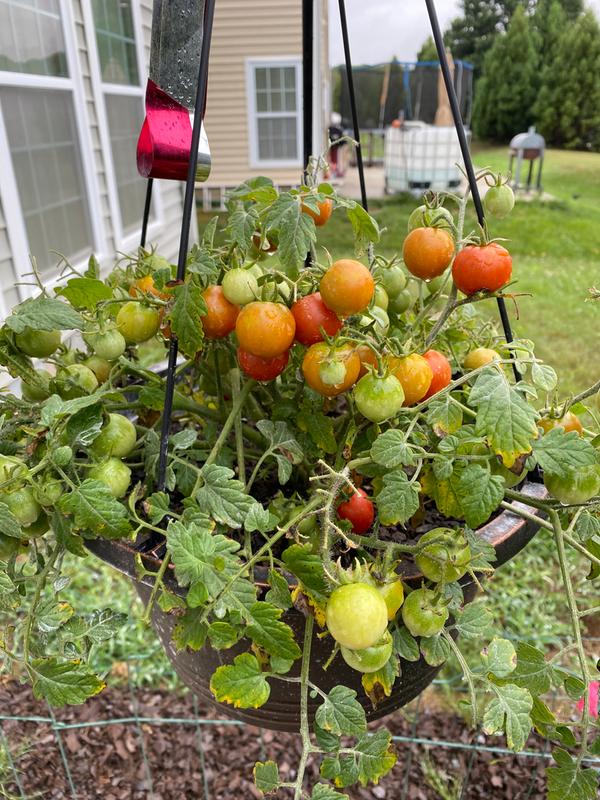 Jet Star Tomato – Bonnie Plants