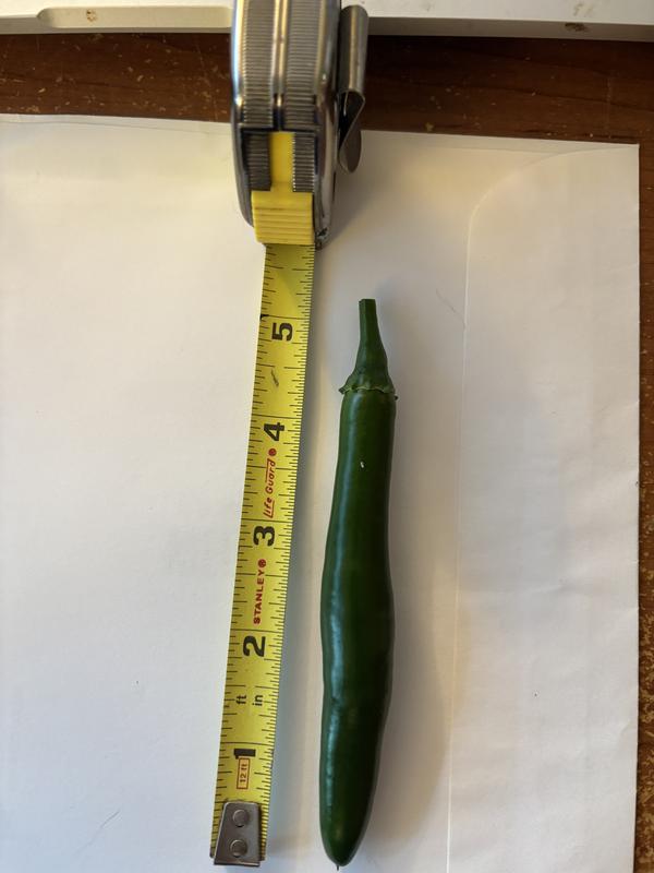 not a serrano