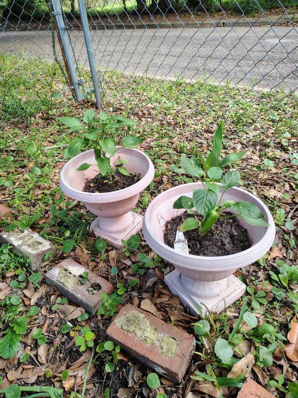 Bonnie Plants 19 oz. Orange Snack Size Sweet Pepper Plant (2-Pack