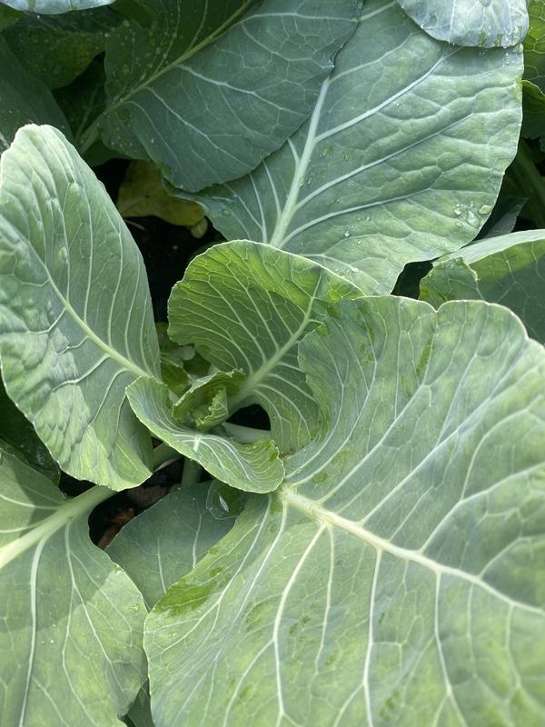 Bonnie Plants 1.19 qt. Bonnie Hybrid Cabbage Plants, 6-Pack